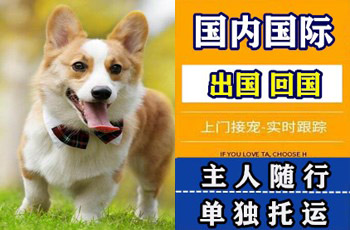 西双版纳州宠物托运公司西双版纳州宠物托运公司西双版纳州宠物托运公司